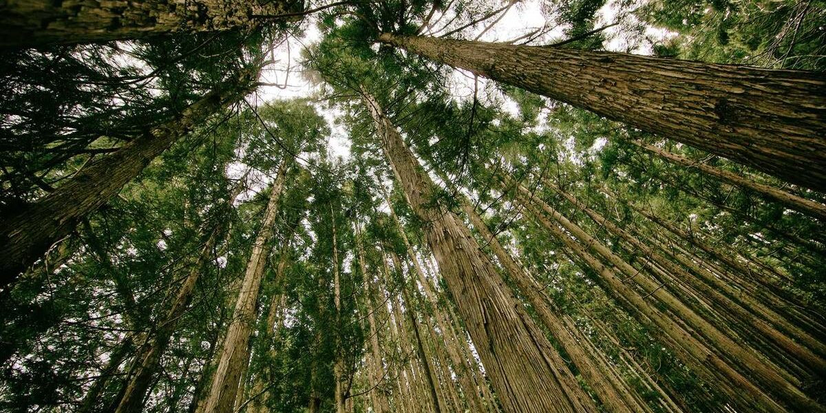 Vintage Chrysler Glory: Celebrating Classic Cars’ Timeless Charm