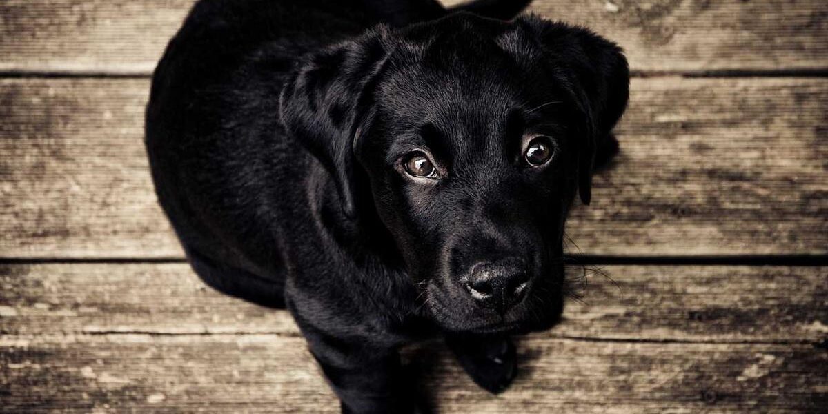 Revolutionary Auto Body Pogo Stick: Bounce in Style!