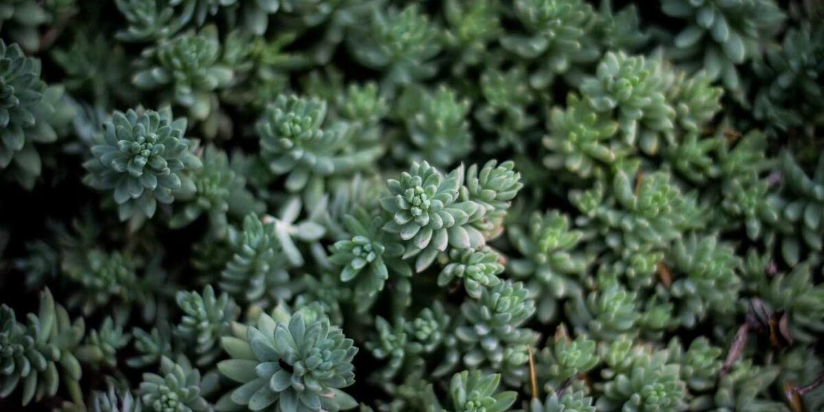 Top Classic Car Care Products for Collectors