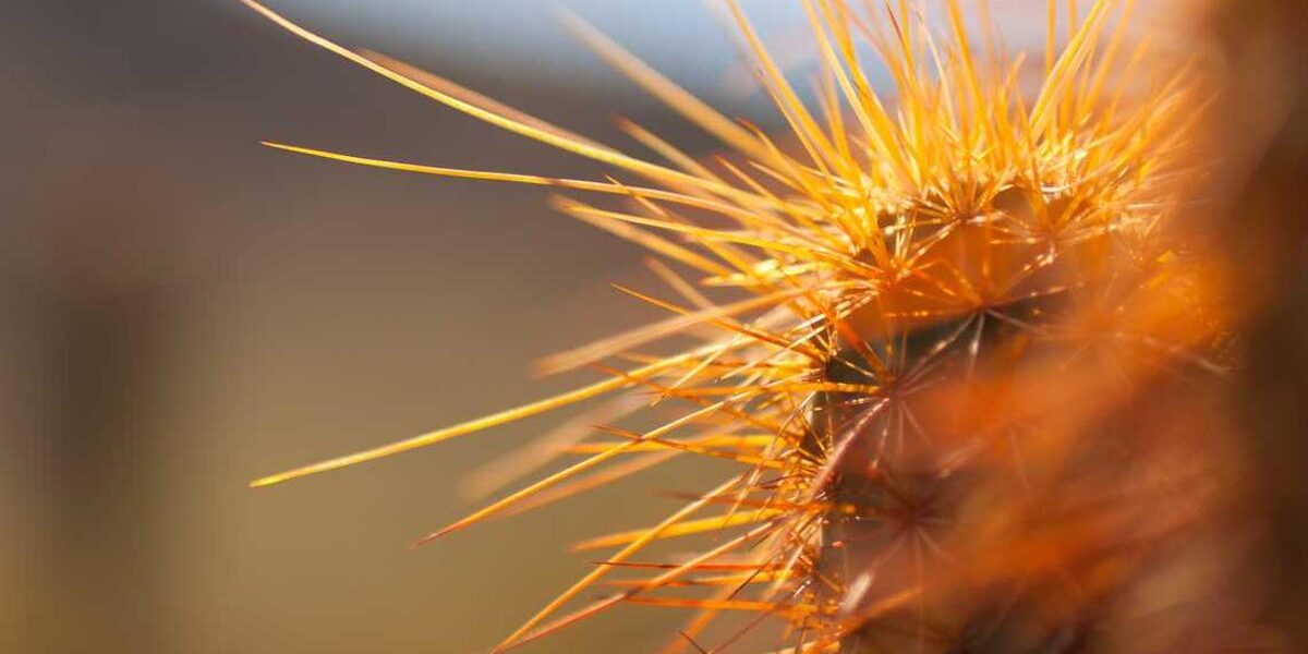 Upgrading Your Porsche 997.1 PCM to PCCM Plus: Complete Guide